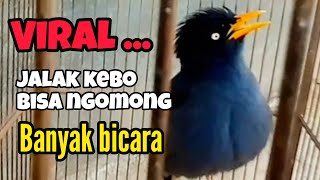 Download lagu JALAK KEBO PINTAR NGOMONG DAN PALING GACOR || SANGAT BAGUS BUAT MASTERAN mp3