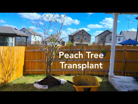 image-Can you move an established peach tree?