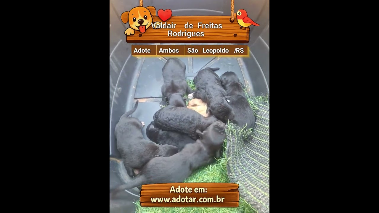 Cachorro raça SRD-ViraLata idade Abaixo de 2 meses nome Valdair de Freitas Rodrigues