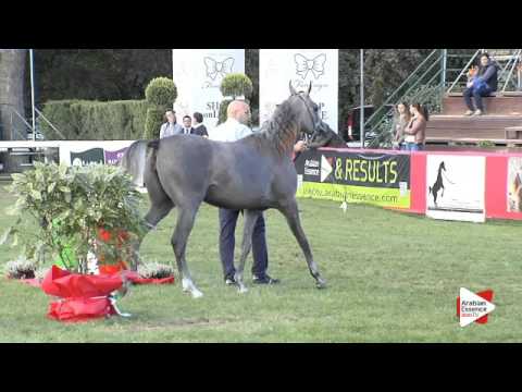 N.54 FAIZA BY HASSAN - Arezzo 2015 - Fillies 1 year old (Class 7A)