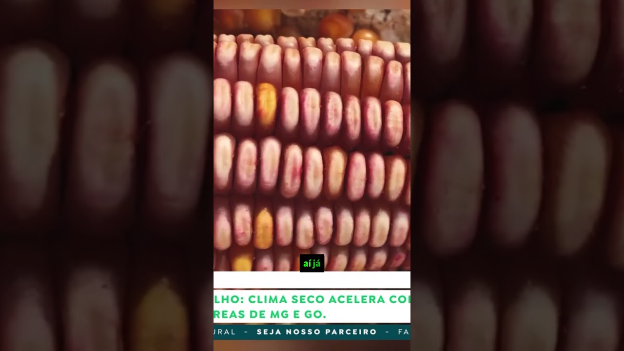 Por que o preço do café disparou mesmo com safra cheia?