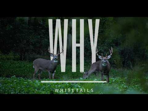 WHY WHITETAILS | The Endless Pursuit