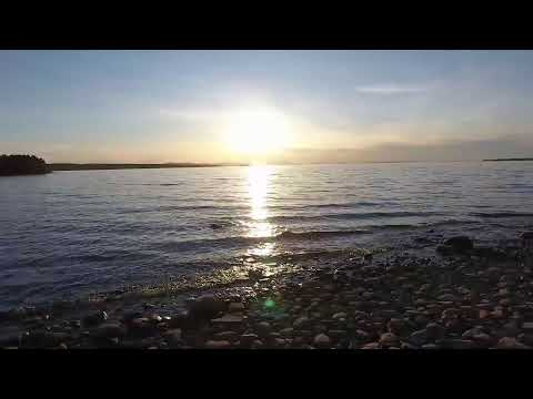 Patrik Humann: Sonic Relief Livestream