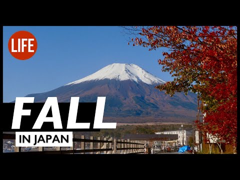 日本の秋。ヨッシーのBBQとユミウリランド遊園地｜日本の秋の生活 第31話 (Fall in Japan: Yoshi's BBQ and Yumiuriland Amusement Park | Life in Japan Episode 31)