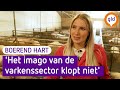 Zo gaat het er aan toe bij een varkenshouderij | Boerend Hart