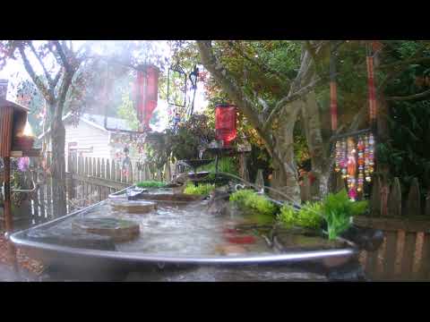 Busy Birdbath on a Rainy Day.