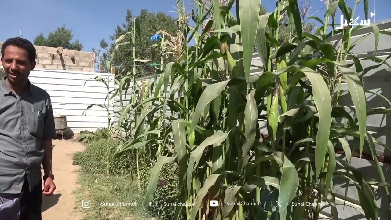 نازح يحول حوش منزله إلى مزرعة