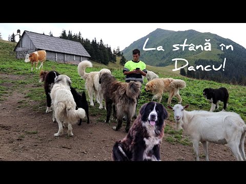 LA STÂNĂ în DANCU din munții MARAMUREȘULUI la granița cu UCRAINA | Câini ciobănești MASIVI 2022