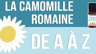 [HUILES ESSENTIELLES] À la découverte de la Camomille Romaine