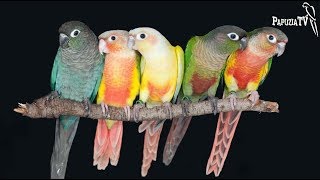 Pyrrhura Conures Are Like Macaws