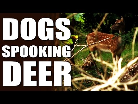 Deer Stalker vs Dog Walker Deer Stalker vs Dog Walker
