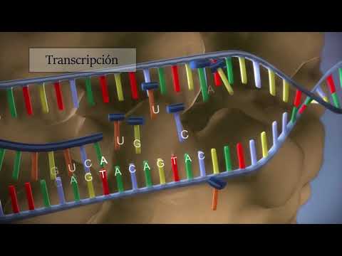 Síntesis de proteínas - Procesos de transcripción y traducción