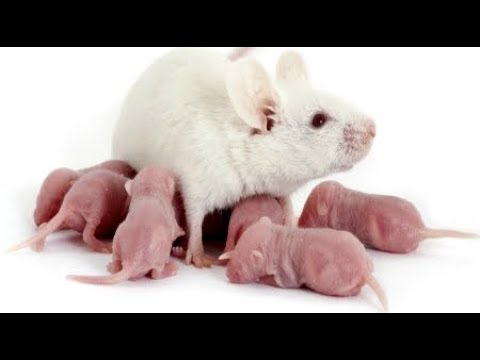 Breaking 2018 FDA approved Planned Parenthood ABORTED BABY BRAINS Scientists make Humanized Mice Video