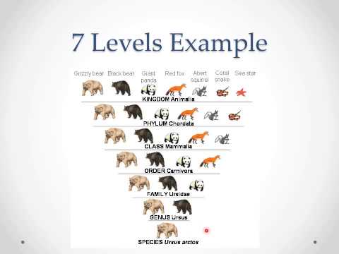 Classification and Taxonomy