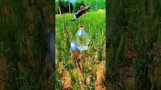 Download lagu Inovasi atau suara untuk menakut-nakuti burung agar melindungi tanaman #memuaskan mp3