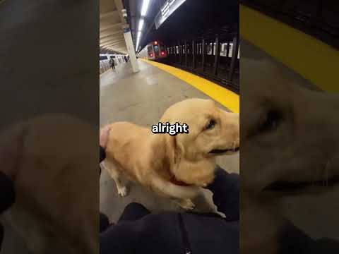 The Train Door Closed On The Dog’s Leash…