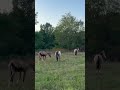 Hongre Paint Horse 