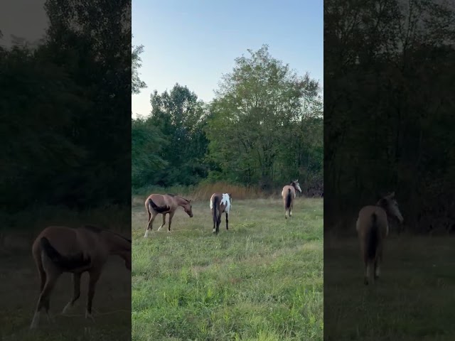 Hongre Paint Horse 