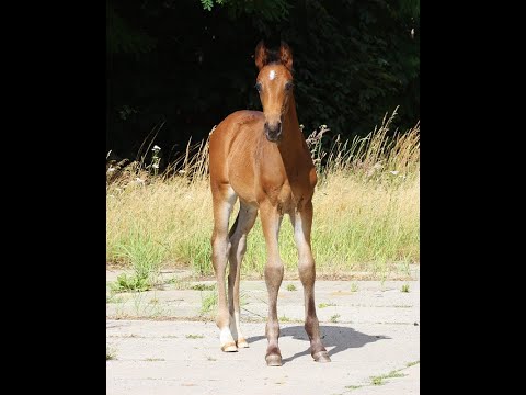 -sold- Quadriga : Colt 2020 by Fürst Samarant/Dr. Jackson/Sandro Hit