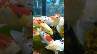 Download lagu 😍 Koi Fish #koifish #koi #fish #ikankoi #ikanhias  #velocity #short #fun #ikanlucu #ikankoidikolam mp3 Download lagu 😍 Koi Fish #koifish #koi #fish #ikankoi #ikanhias  #velocity #short #fun #ikanlucu #ikankoidikolam mp3