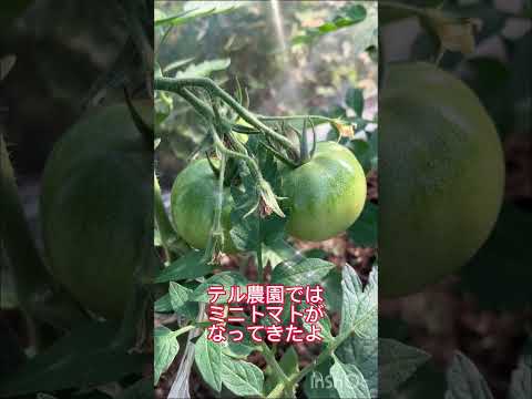 冬にツツジを保護するにはどうすればよいですか？この多量の開花植物を維持するにはどうすればよいでしょうか?  庭園