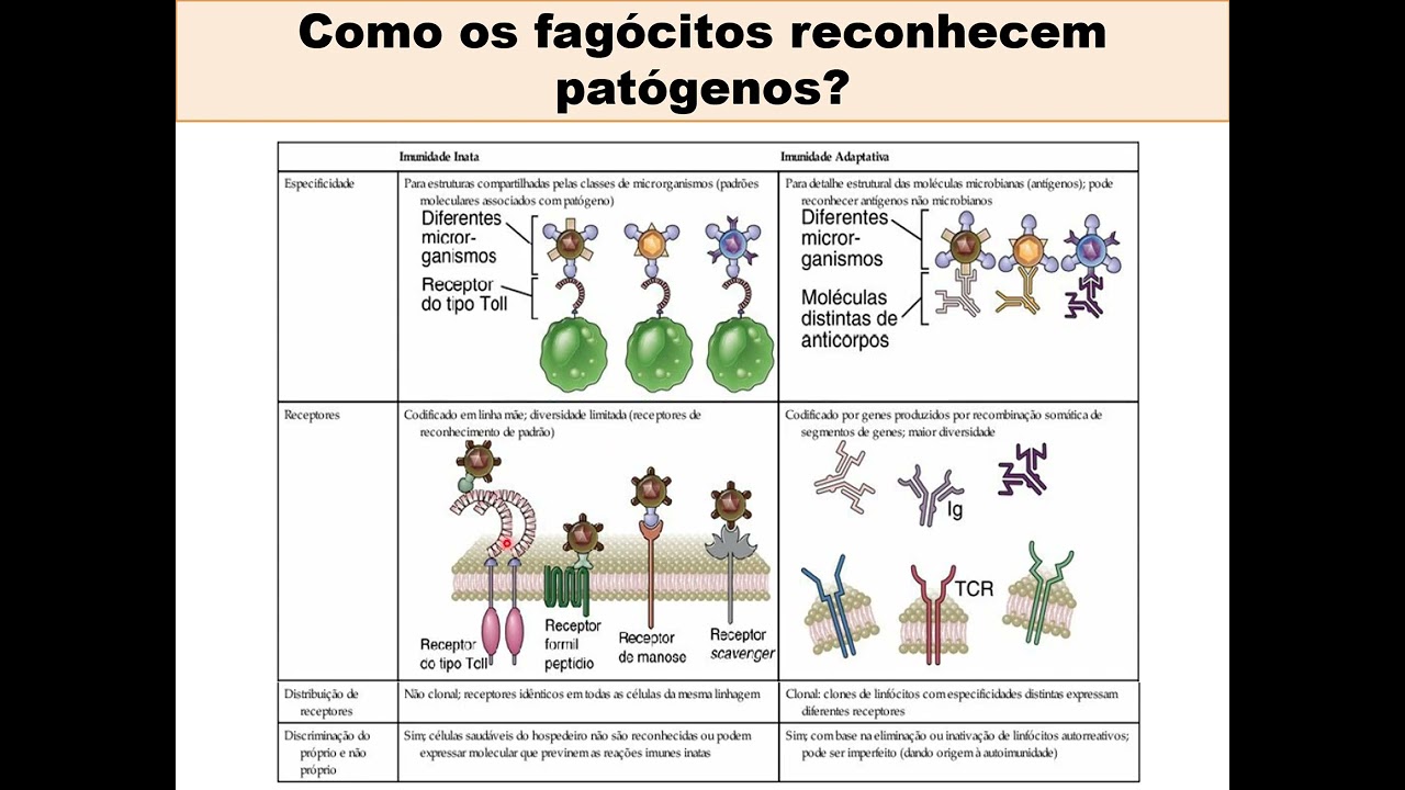 Imunidade Inata parte 2