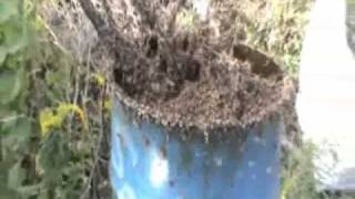 Open Feeding Bees In A Holding Yard