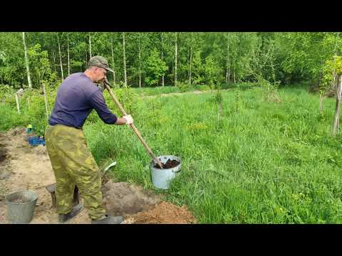 Посадка саженца винограда на участке от А до Я. Как подготовить посадочную яму для посадки винограда