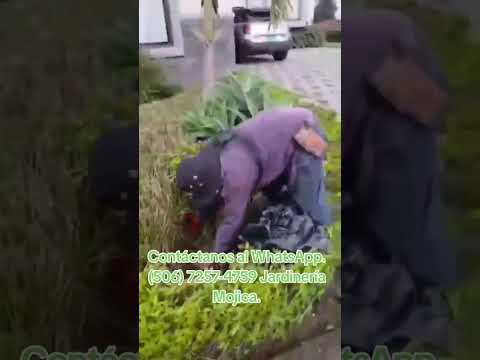 Servicio de Jardinería en general y profesional. San José, Zapote, Curridabat, Tres Ríos.