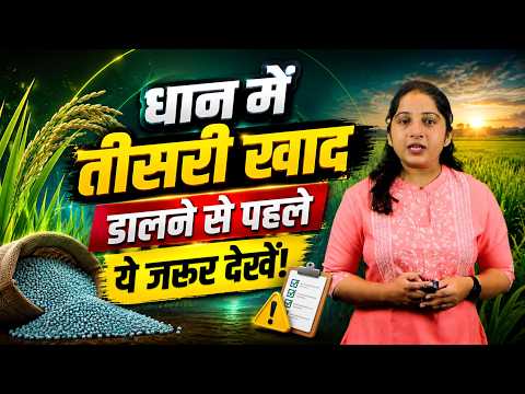 ડાંગરના પાકમાં ત્રીજું ખાતર ક્યારે આપવું?