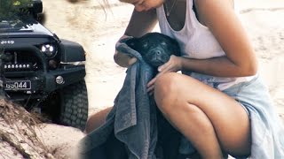 Jeep Wrangler JK beach camping offroad, cute labrador puppy bonus