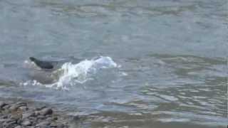 preview picture of video 'Elwha River Lake Aldwell Salmon Spawning'