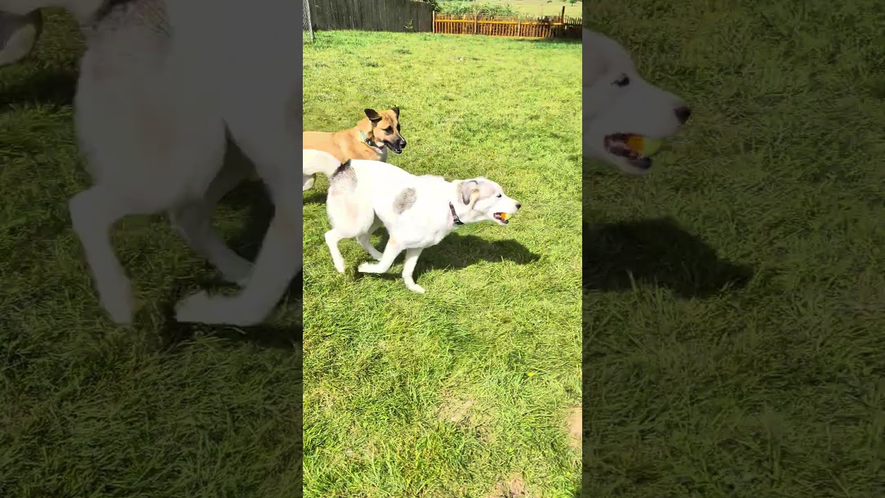 Elsa, an adopted mixed breed in Olympia, WA video 2/6