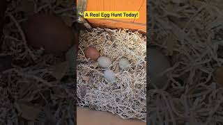 Let's Collect Today's Eggs! They Tricked Me! #fun #news #shorts  #backyardchickens