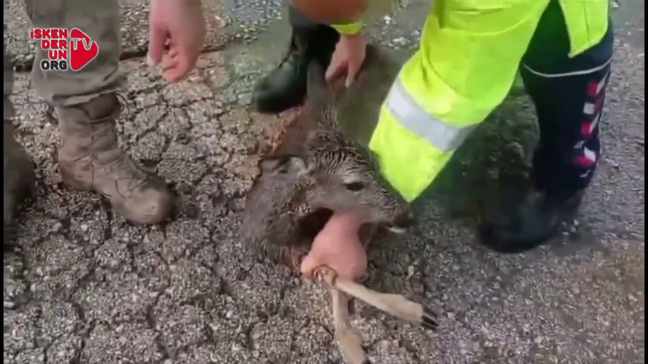 Su Kanalına Düşen Ceylan Kurtarıldı