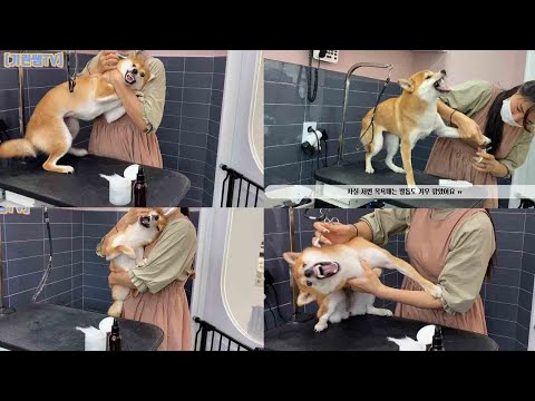Here s Why Taking A Shiba Inu To The Dog Groomer Is The Ultimate