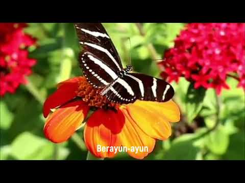 Kupu Kupu Yang Lucu - Lagu Anak anak populer