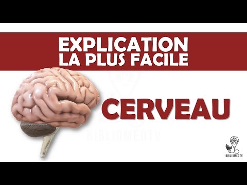 the easiest explanation - the Brain