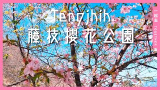 藤枝櫻花公園｜賞櫻季的尾端 - Tengjhih