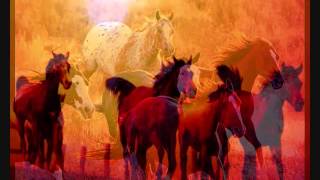 Shearwater   Insular Life