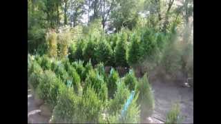 Boxwood Plants for Central NJ Landscapes Call 215 651 8329  Re Craigslist Add