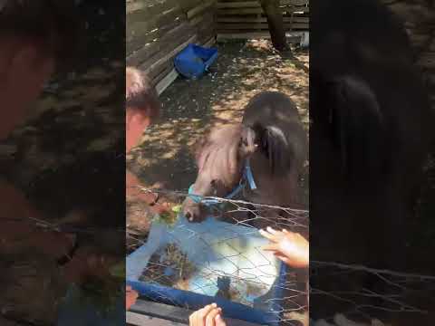 Video de Ecocamping Col�n