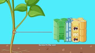 Plant Roots Explained
