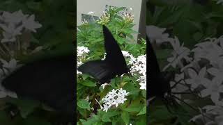 【ポルノグラフィティ】アゲハ蝶に合わせて蝶の様子を載せてみた