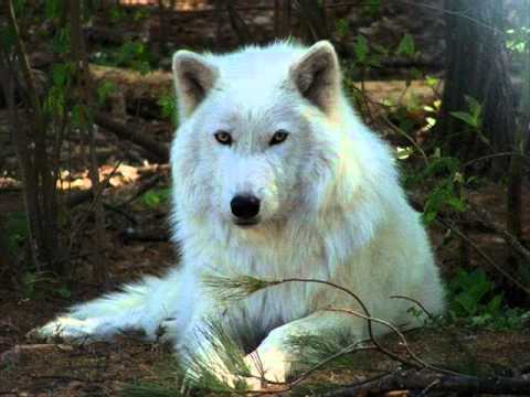 Lone Wolf By Ron Rutherford.wmv