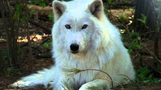 Lone Wolf By Ron Rutherford.wmv