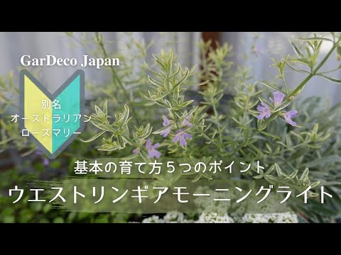 園芸 長葉のオーストラリアンローズマリー