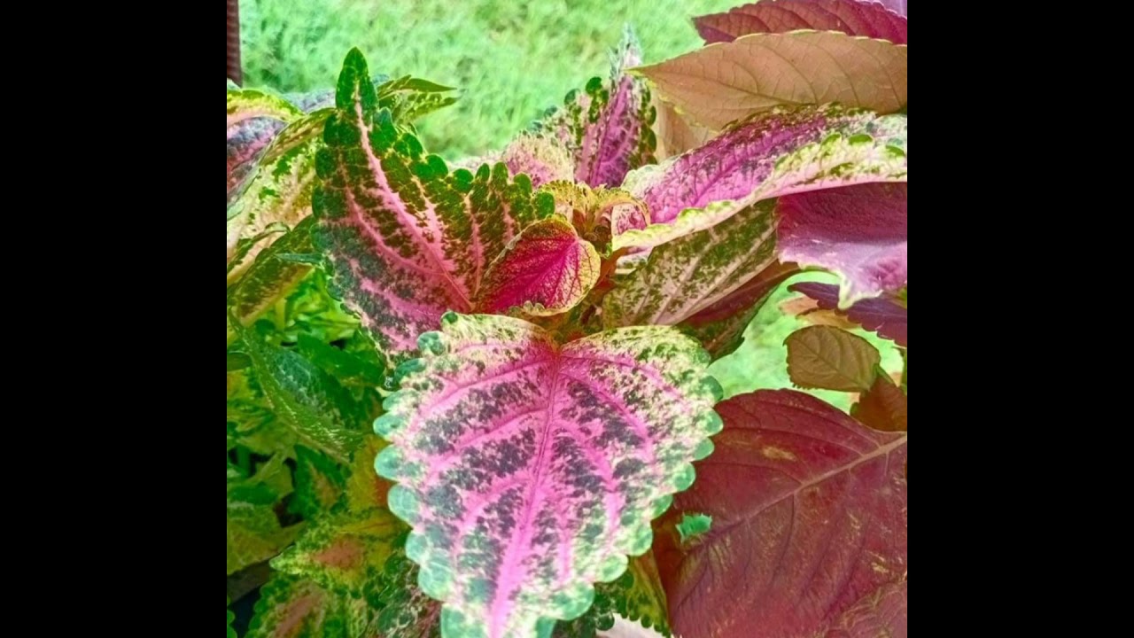 different types of leaves/ibat Ibng uri ng dahon