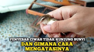 Download lagu THE CAUSE OF WHITE PADDY CABLEK BIRD ONLY CRAK..CRAK..CRAK..CRAK AND NOT SOUNDING OR GACOR‼️ mp3 Download lagu THE CAUSE OF WHITE PADDY CABLEK BIRD ONLY CRAK..CRAK..CRAK..CRAK AND NOT SOUNDING OR GACOR‼️ mp3