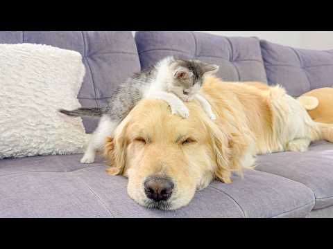 YouTube 썸네일